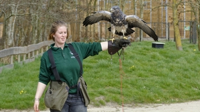 动物园猛禽驯养师美女图片